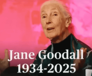jane goodall dates